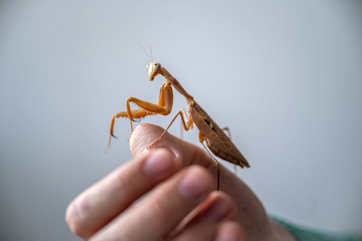 Kudlanka Rhonda patří mezi domácí „mazlíčky“ Michala Krause 2025 03 17 Michal Kraus MBU fullres 34