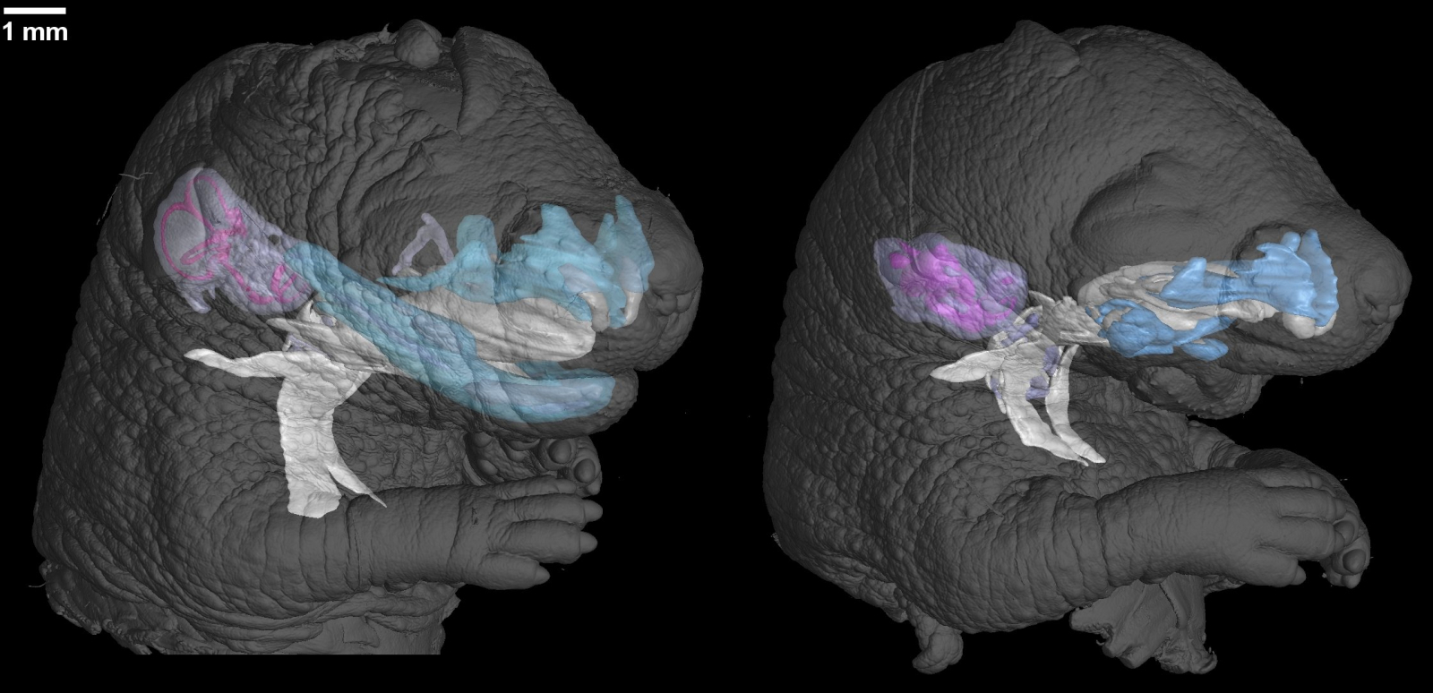 78378 kontrolavsmutant mikroct 1600x0 c0