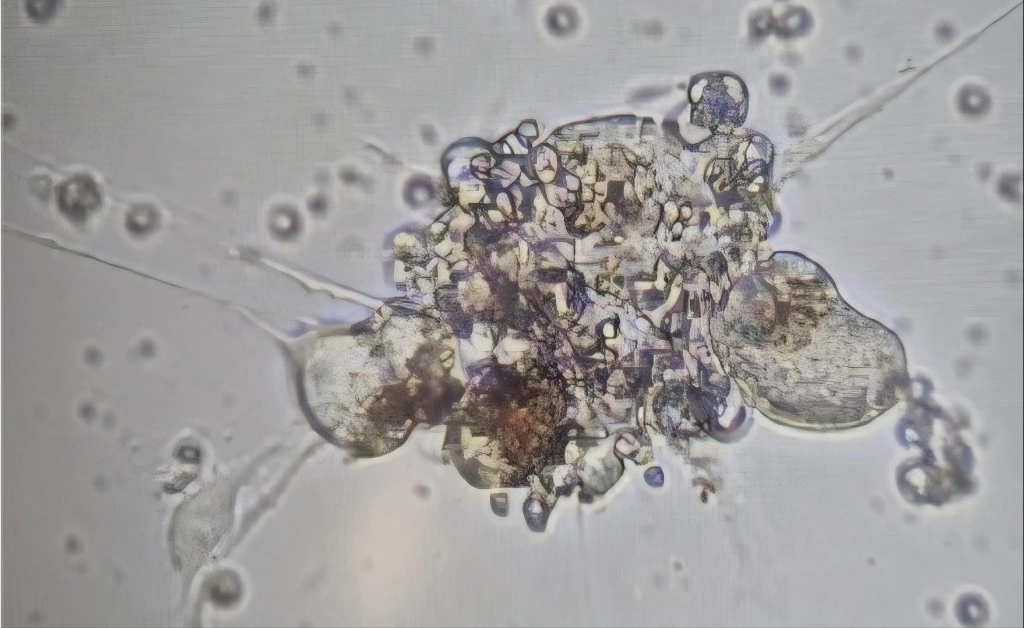 Den labzvirat kultivace neuronu