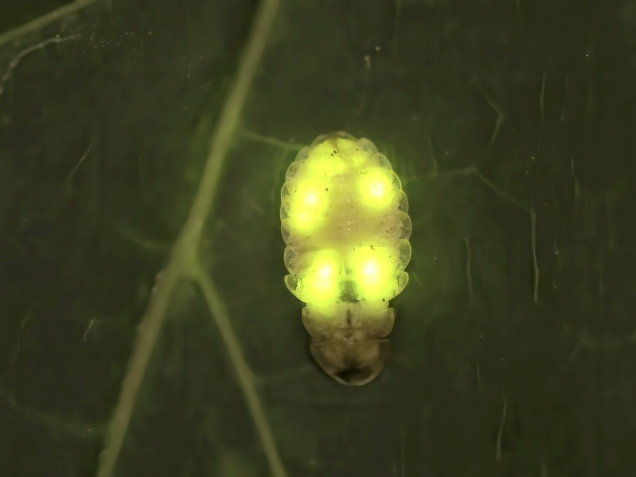 Dominik kusy svetluska2