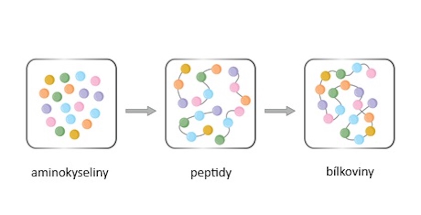 Zjednodušené schéma základních stavebních kamenů všeho živého Hlouchova aminokyseliny