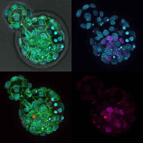 Mouse embryo DNA cadheriin nanog