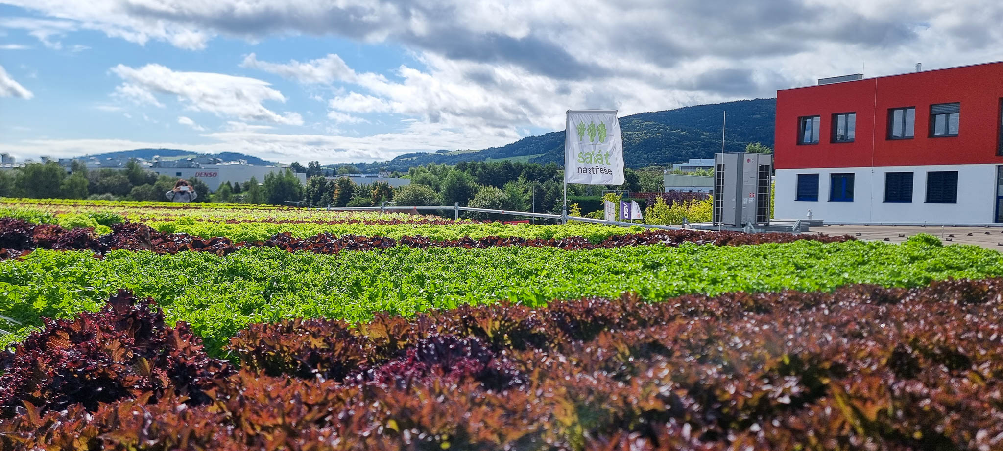 Hydroponická farma na střeše logistické a dopravní firmy Schenker má rozlohu 100 metrů čtverečních | Foto: Roman Valeš Salat na strese