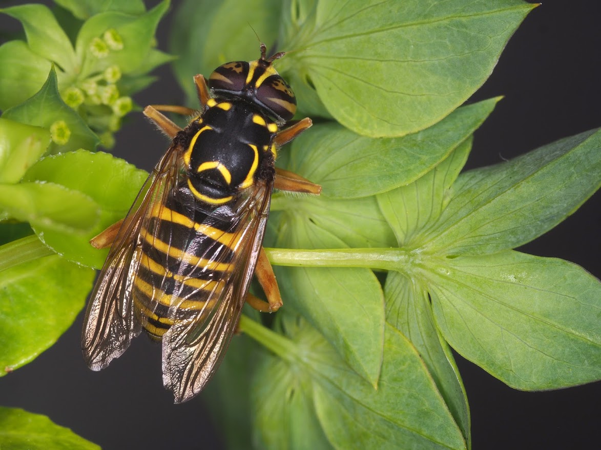 Spilomyia foto Lukas Janosik