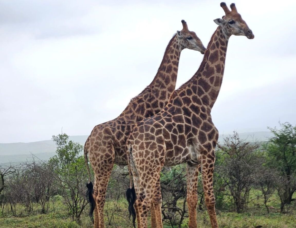 Terezie Tichackova safari HluhluweiMfolozi Park 1152x1536