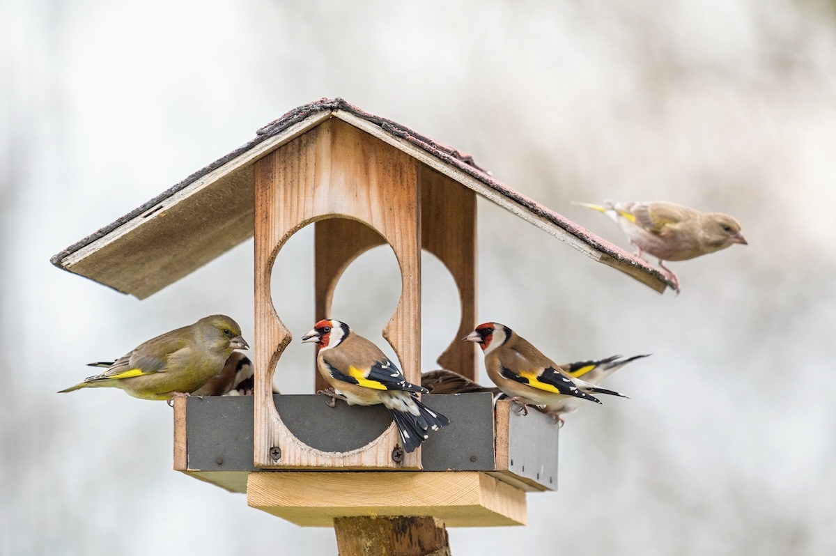 krmitko zvonek stehlik Lubor Jirinec