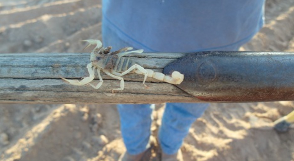 Vědci si musejí dávat pozor na štíry a jedovaté pavouky stir