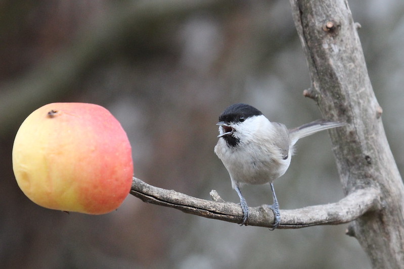sykora babka daniela brabcova