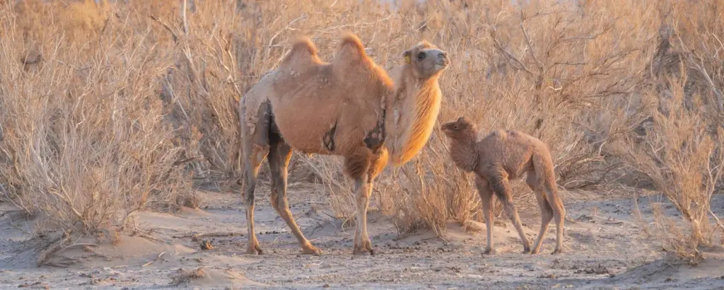 velbloud2a