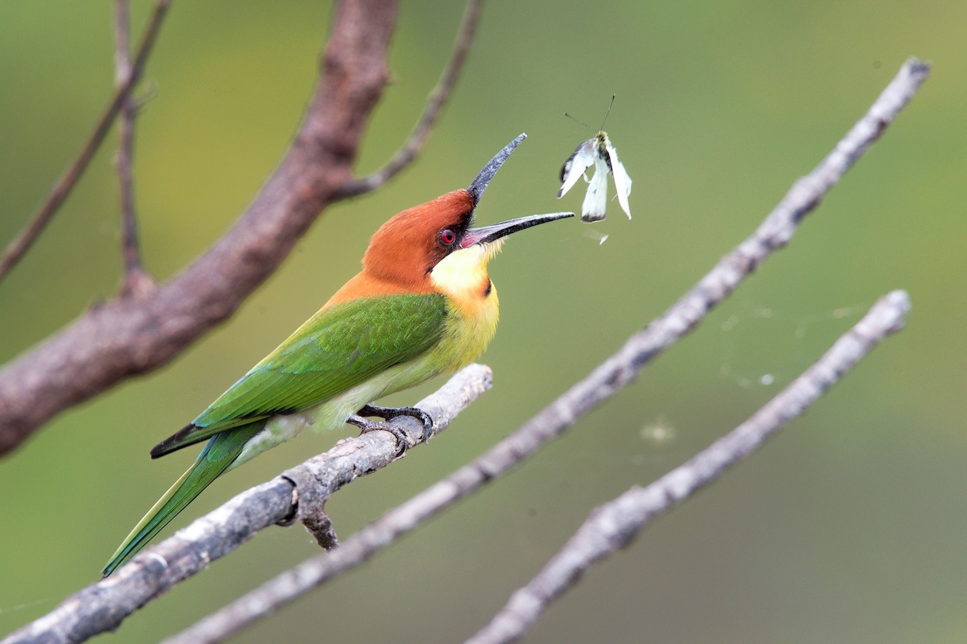 Indická vlha hnědohlavá (Merops leschenaulti) při manipulaci s motýlem vlha