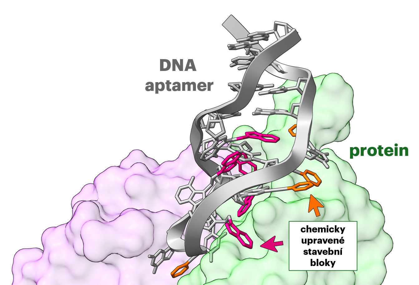 Chemicky upravený DNA aptamer navázaný na cílový protein UOCHB aptamery1