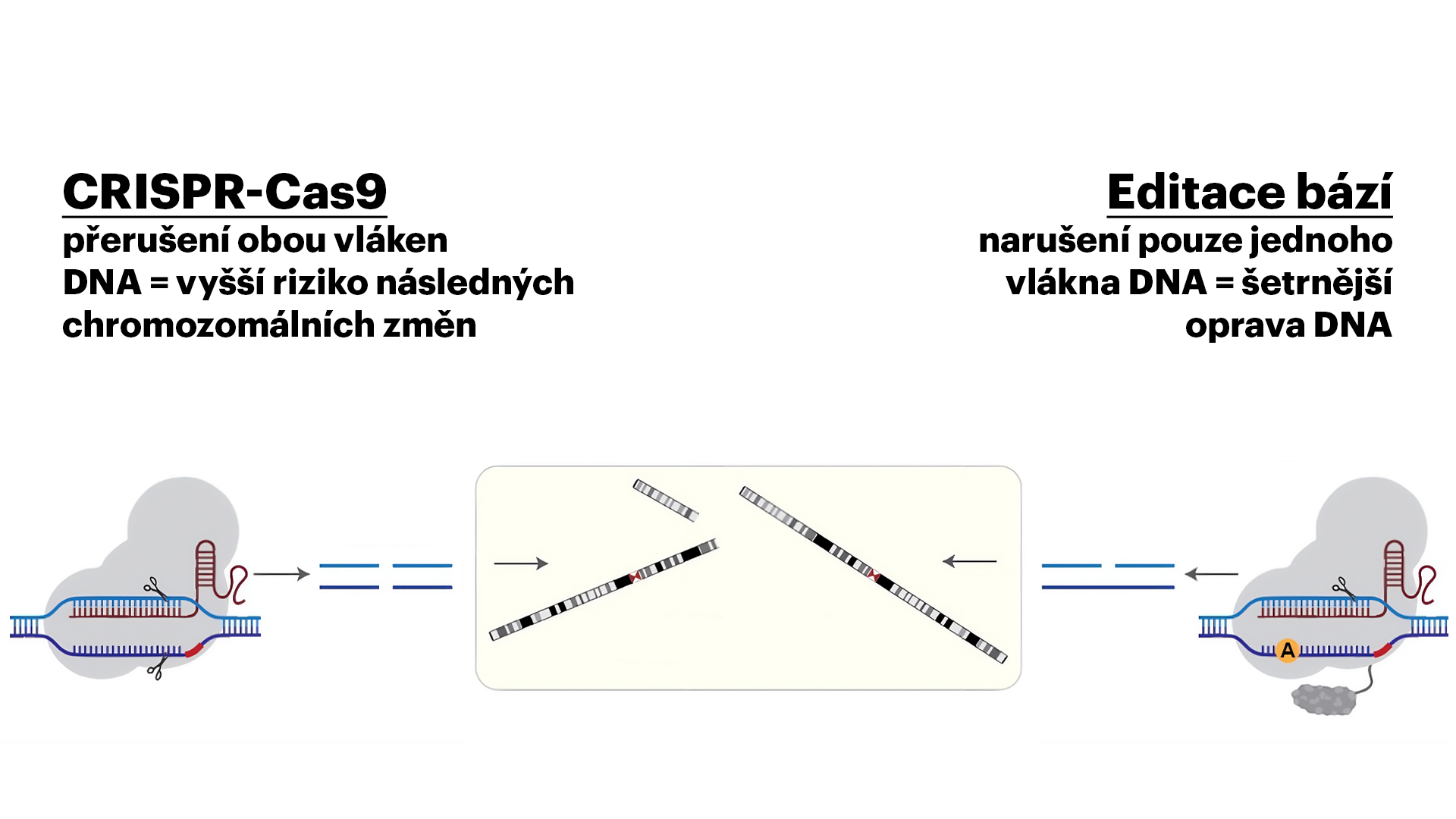 Schéma ilustruje rozdíl mezi CRISPR-Cas9 a editací bází. Studie ukazuje, že způsob narušení DNA ovlivňuje mechanismus její opravy v raných lidských embryích. Zdroj: Upraveno podle Jeřábek et al., Nature, 2026. schema UOCHB
