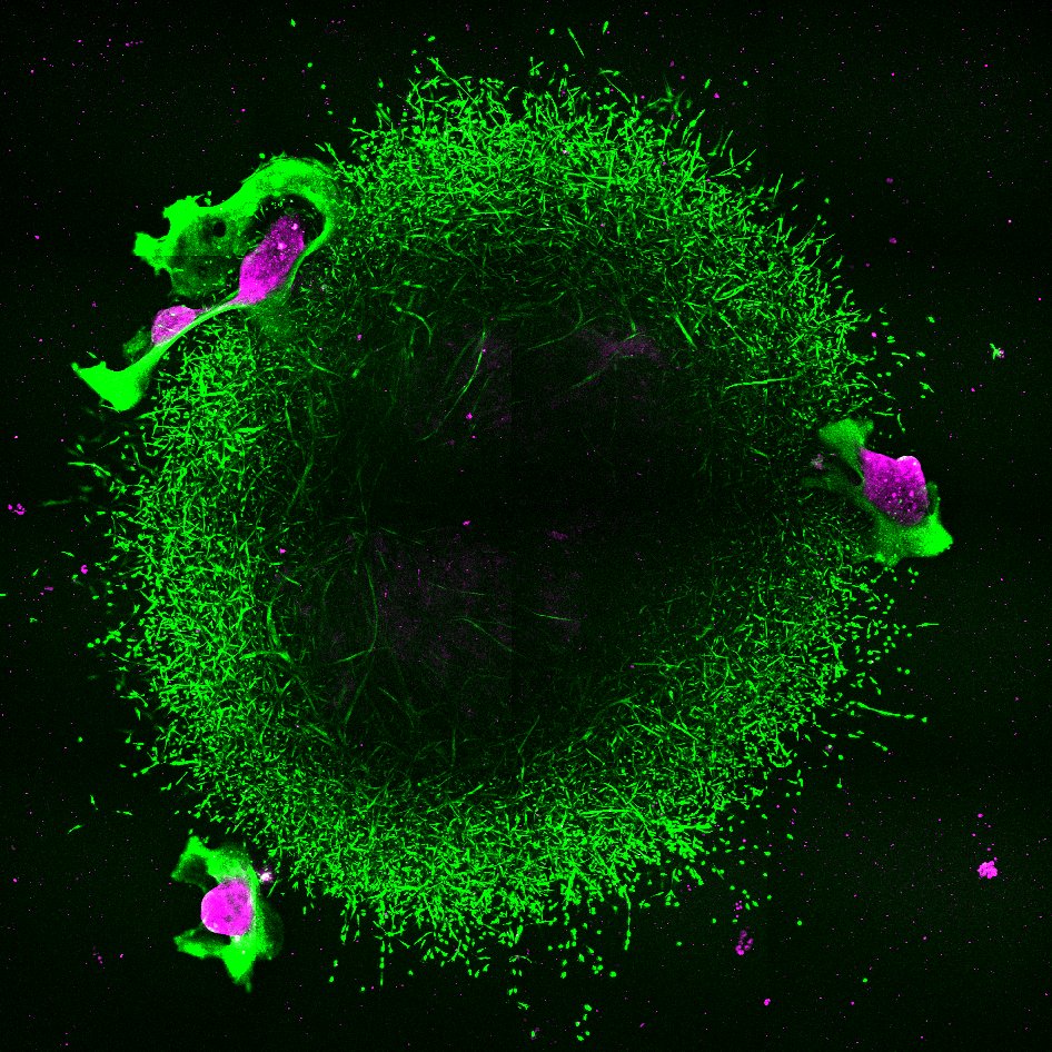 soraia1 vyobrazeni nadoru