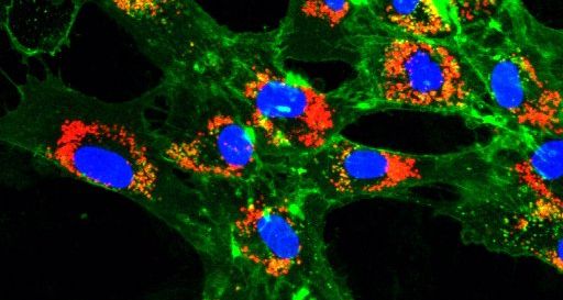 soraia4 internalizace