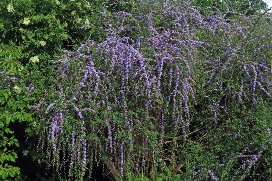 Komule střídavolistá/ Foto: Herbář Jaroslav Racek