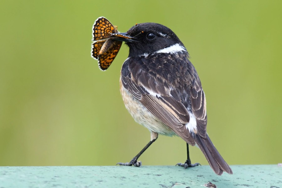 Bramborníček černohlavý (Saxicola rubicola) s uloveným výstražně zbarveným motýlem 