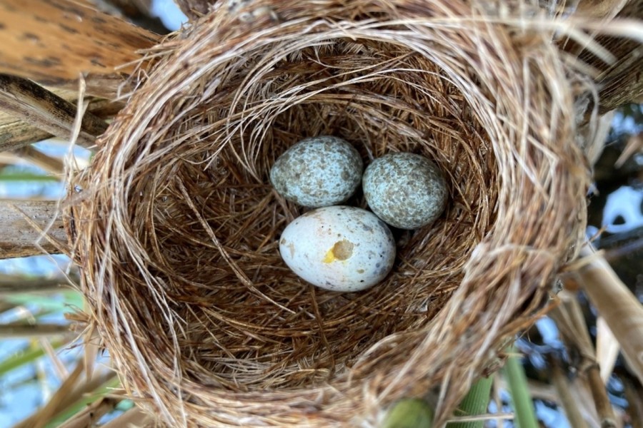 Parazitické kukačky často napodobují vzhled vajec jiných druhů ptáků. Aby uspěly, musí se jejich vejce co nejvíce podobat vejcím hostitelů. 