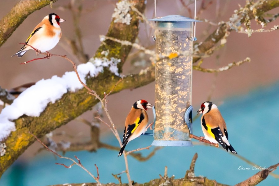 Foto: Diana Chludová