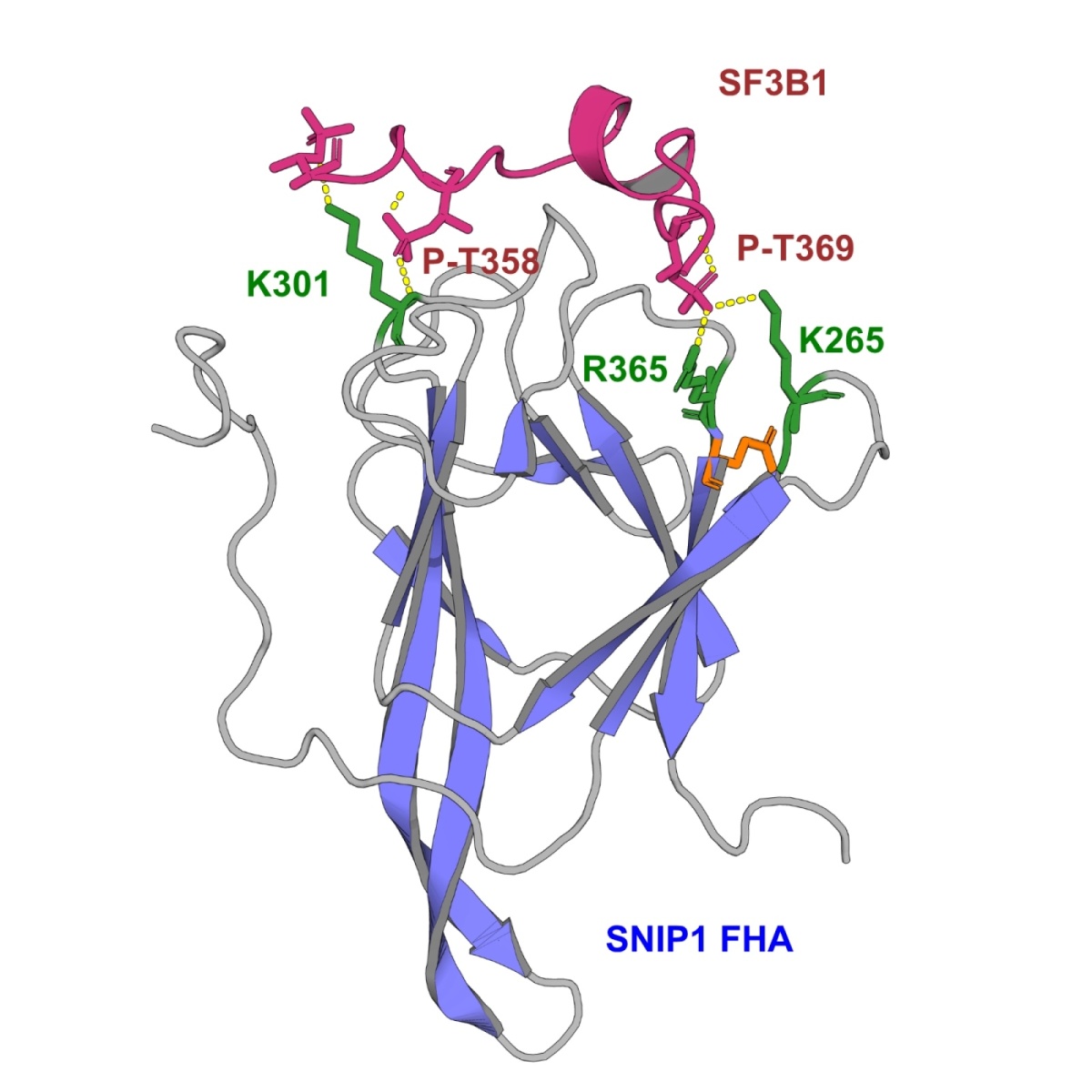 Interakce proteinů SF3B1 a SNIP1 | Foto: Blažek Lab, CEITEC