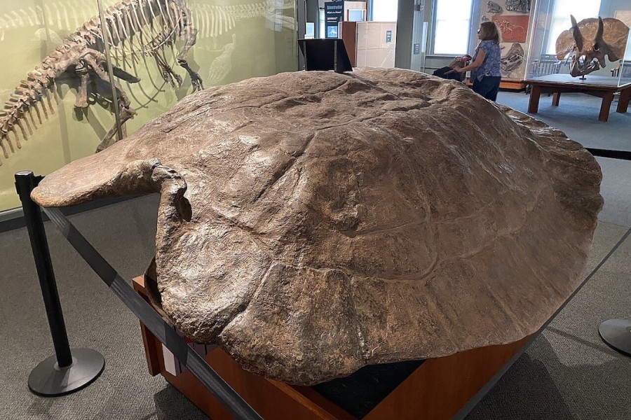 Krunýř prehistorické želvy Stupendemys, Harvard