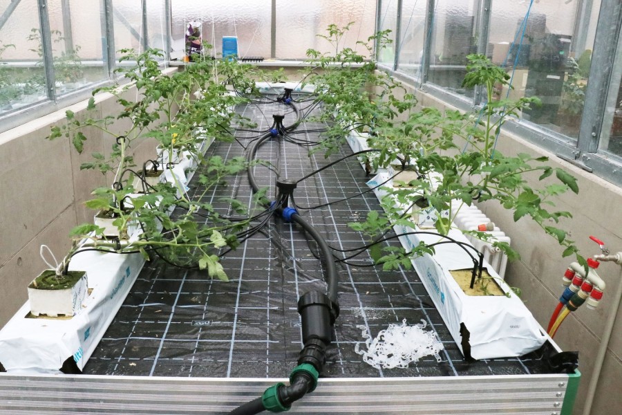 Hydroponický systém pro pěstování pokusných rajčat ve skleníku Ústavu experimentální botaniky AV ČR