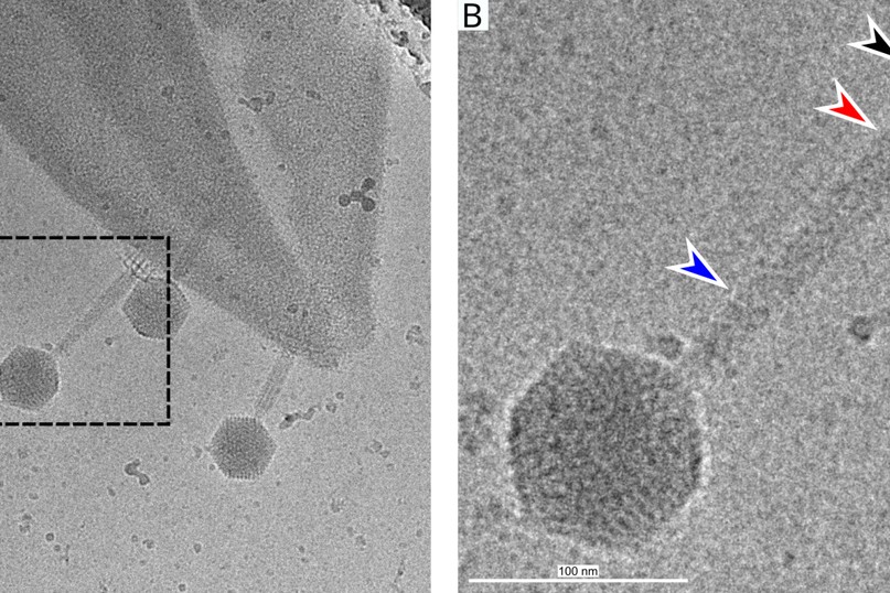 Černá = proteinová struktura na konci bičíku po změně struktury (přichycení k povrchu bakteriální stěny), červená = část bičíku, která se začíná smršťovat (zvětšení tloušťky bičíku), modrá = část bičíku, která je ještě napnutá (původní tloušťka bičíku)