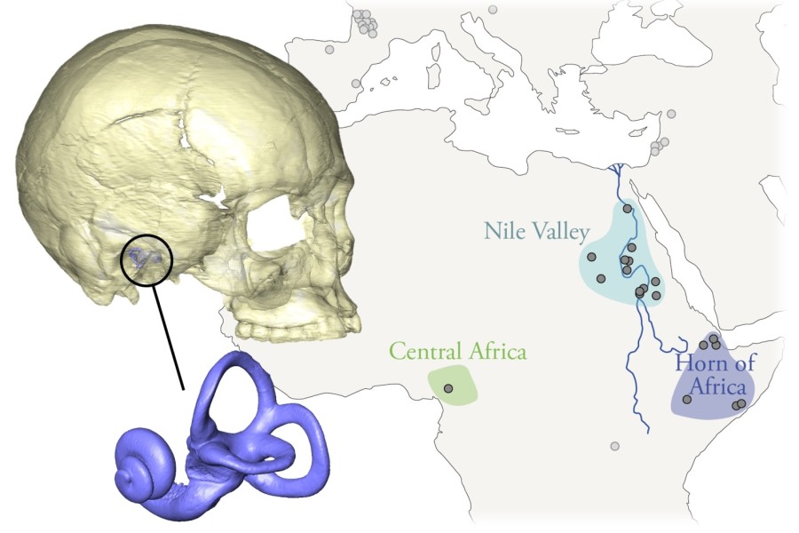 3D model fosilní lebky a jejího kostěného labyrintu (vlevo) a nilské údolí a další regiony Afriky do sledované studie (vpravo)