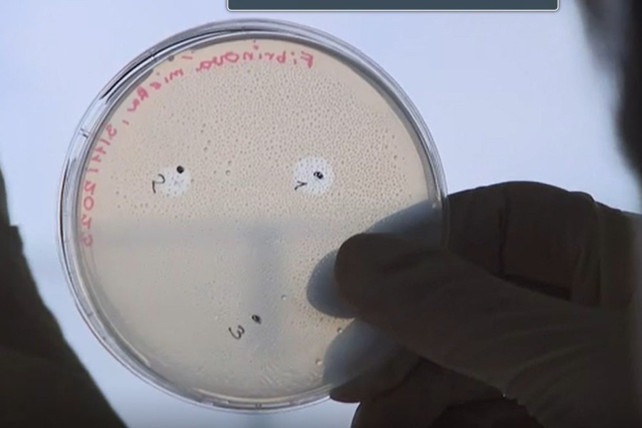 Základní biochemické testování trobolitických proteinů | Foto: Archiv RECETOX